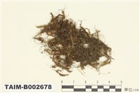 藏品(羽蘚屬)的圖片